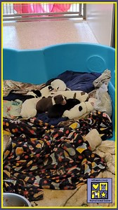 We have two brand new families in need of a temporary home in which to grow into happy babies. Well, happy puppies, to be exact. Both have mommas, which means the first few weeks will be easy since moms do all the work. Which all you moms out there already know! ;) Can you help one of these families out by fostering? Email our Foster Supervisor at ashley.vargas@wilco.org and put Foster A Family in the subject line. We're open daily, noon-6pm, at 1855 SE Inner Loop in Georgetown, Texas. The rewar