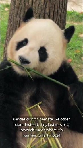 Amazing Facts - Pandas