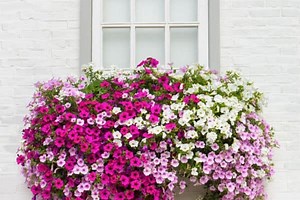 10 Best Flowers for Window Boxes