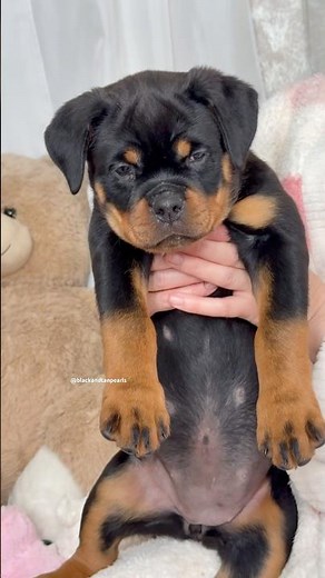 Baby girl🩷🧸| Rottweiler Puppy
