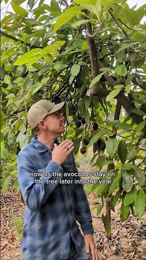 When Are Avocados Ready to Pick? The Eight Percent Oil Rule