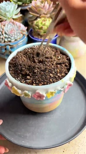 How to Repot Succulents: Beginner's Easy Step-by-Step Guide!