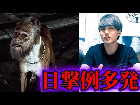 The terrifying urban legend of the human-faced dog