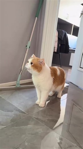 Understanding Cat Language: A Fun Exploration