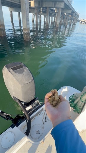Using chum to catch bait at skyway fishing pier this is an easy way to catch them! #fishinglife #netfishing #deepseafishing | Groupermvp