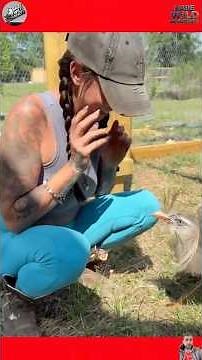 Funny Animal Clips from the Wild #shortvideo #animals #pets