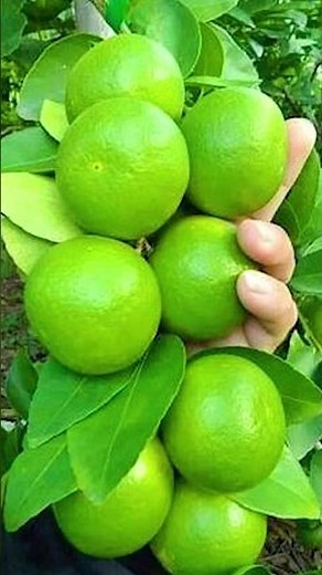 🌿Fast Track of Growing Lemon Trees by Air Layering! #lemontree #gardening