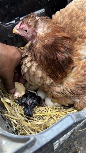 Miracle of Life Baby Chick Hatches Under Hen.