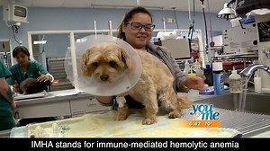2.4K views · 68 reactions | We provide some amazing treatments for dogs and cats at VSC. Here's the story of Romeo who received life-saving plasmapheresis treatment for IMHA. | Veterinary Specialty Center | Facebook