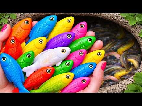 Catch beautiful aquarium fish in small pond baby turtles, guppies, nemo fish , eel , puffer fish