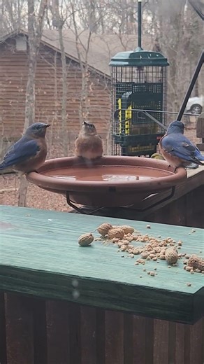 Eastern Blue Birds drinking water #bluebird #birds #nature