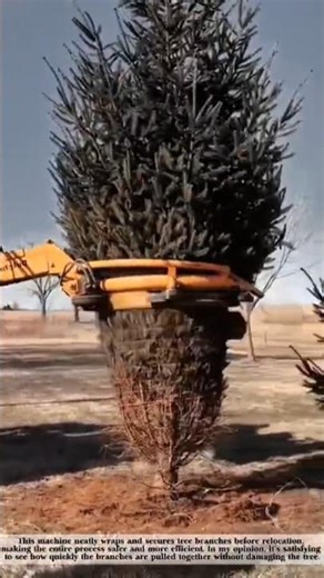 Smart Tree Wrapping Machine in Action! #shorts