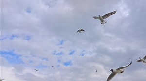 Download Seagull Soaring in the Sky for free