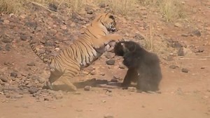 Video shows a mama sloth bear in wild fight with a TIGER while defending her cub