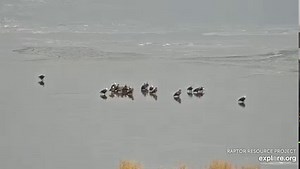 7.7K views · 407 reactions | Who ends up with the wishbone? Bald...