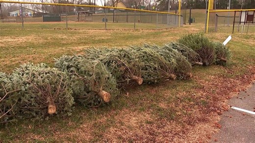 How and where to recycle your Christmas Tree around the Lowcountry