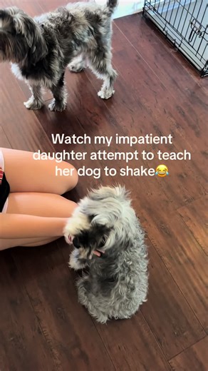 One student understood the assignment… the other is still reviewing the syllabus 🐶📚😂 Big sister energy in full effect as she tries to teach “shake” — one pro, one project. Training day is officially in session! 🐾✨ dog training, teaching shake, sibling dogs, family pets, learning tricks, funny dogs, proud pet mom, kids and dogs #DogTraining #FunnyDogs #ProudMomMoment #FamilyPets #LifeWithDogs