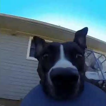 Sabotage! -- Dog Steals GoPro