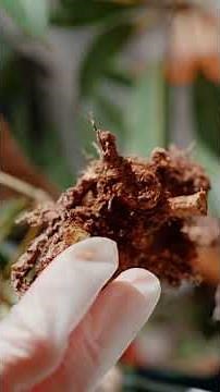 根腐れしてしまったツピタンサス #観葉植物 #観葉植物のある暮らし #plants