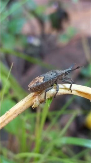 #Megymenum Brevicornis: The Amazing Sap-Sucking #Bug Up Close​ 🪲