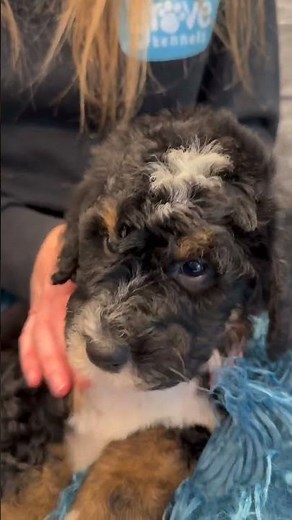 Meet Aladdin! Our F1b Standard Bernedoodle Puppy - looking for his forever home! ❤️ #bernedoodle