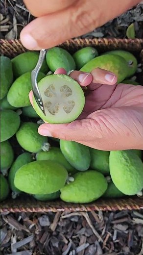 Have you tried this New Zealand's popular fruit ?!?