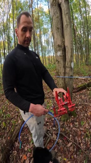Maple Syrup Tapping Guide for Beginners