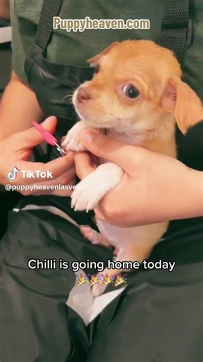A tiny puppy with a big heart | PuppyHeaven.com