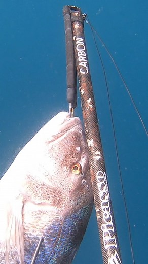 En contadas ocasiones....🙏❤️✨️🪬 #spearfishing #pescasubmarina #picasso #spearchannel | David Fernández Montero