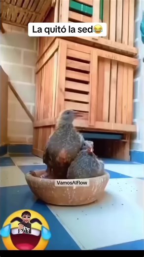 Si los animales hablaran: Humor y diversión garantizados