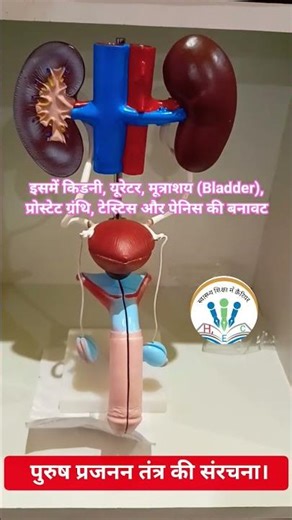 Male Urinary System | किडनी, ब्लैडर और प्रोस्टेट की पूरी जानकारी,|,पुरुष प्रजनन तंत्र ,#shorts