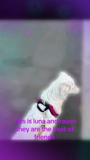 Jessica Sinclair (@jessica.sinclair4)’s videos with Puppy Walk - Puppy Songs