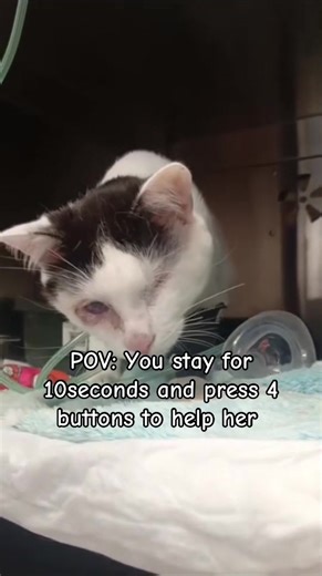 Update: He’s received all his treatments, but his breathing is still very difficult. 💔 He’s eating on his own, but we’re syringe-giving fluids. X-rays and ultrasound showed abdominal fluid and lungworm. He’s fighting so hard. Please support via the link in our bio—every pledge means everythin