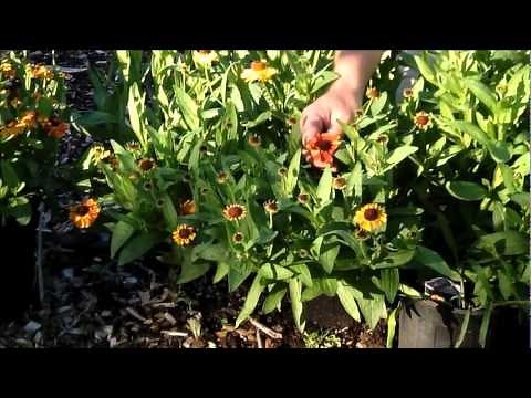 Helenium autumnale "Sneezeweed"