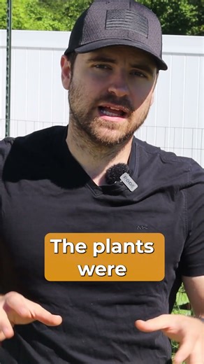 Why My Peas Collapsed Into a Tangled Mess