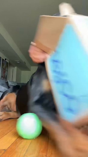 BEST GOTCHA DAY EVER 😭🥹🤍 #rottweiler #rot..._fix_001 #rottweilersoftiktok | Horace Owens