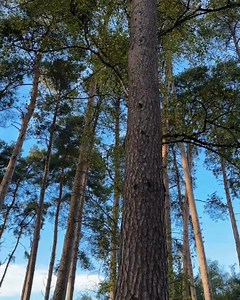 It's National Tree Week 🌲 Did you know, across our six villages in UK and Ireland we manage almost 2,500 acres of forest! Which includes caring for and ensuring the long-term sustainability of these wonderful forests and the species which live within them. 💚 #NationalTreeWeek | Center Parcs UK