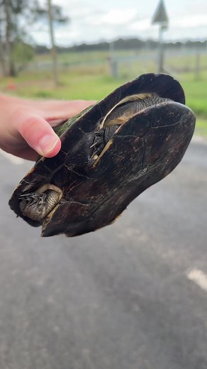 Save Animals: Take 1 Minute to Rescue Turtles and Wildlife