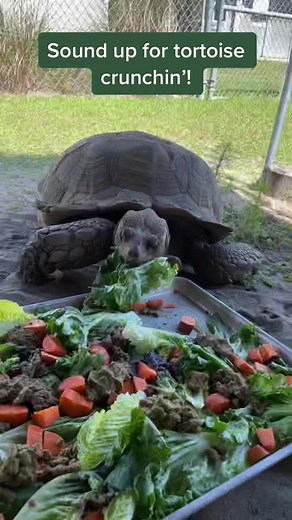 lawd he munchin #bats #fyp #lubeebats