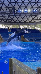 47K views · 1.3K reactions | SeaWorld Texas Orca Show Action!  #seaworld #orca #killerwhale #whales #whale #reelsfypシ #fy #fyp #reelsvideo #seaworldparks | SeaWorld Videos | Facebook