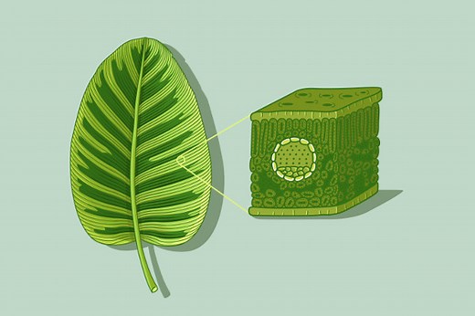 Anatomia da folha: partes e funções das folhas - Brasil Escola