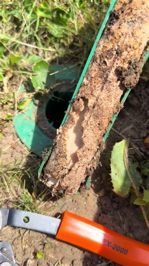 PIÈGE SENTRISOL : Une technicienne découvre une INFESTATION de termites !