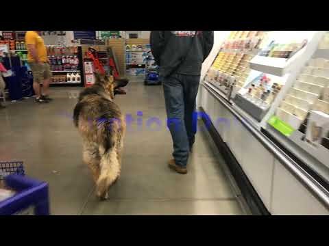 5 year old King Shepherd! "KOA" King Shepherd Dog Training Off Leash K9 Training