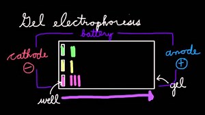 Gel electrophoresis
