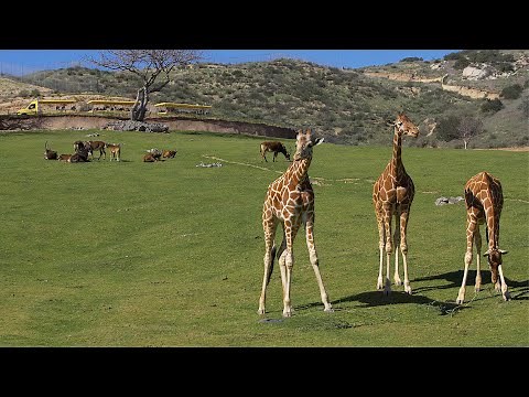 San Diego Zoo Safari Park - Africa Safari Tram (FULL RIDE) POV
