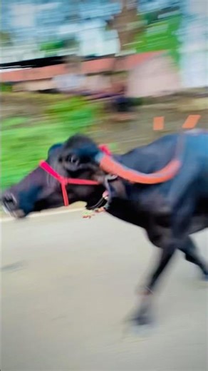 Buffalo Race Kolhapur..👑 #shorts #arfyads