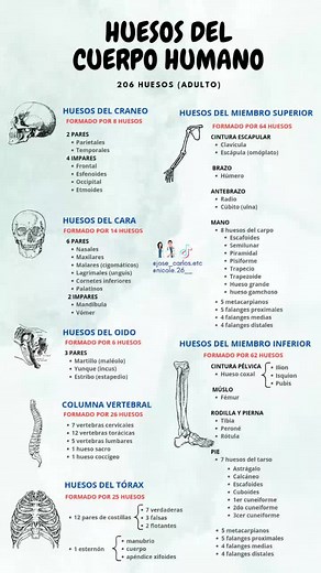 Aprende el sistema óseo fácil y rápido en enfermería