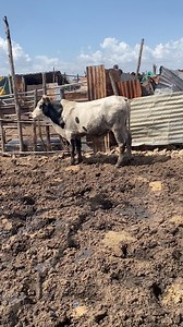 Élevage au Mali on Reels