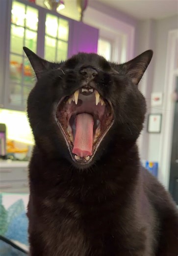 Preparing for the Cincinnati Snowstorm with Big Jerry