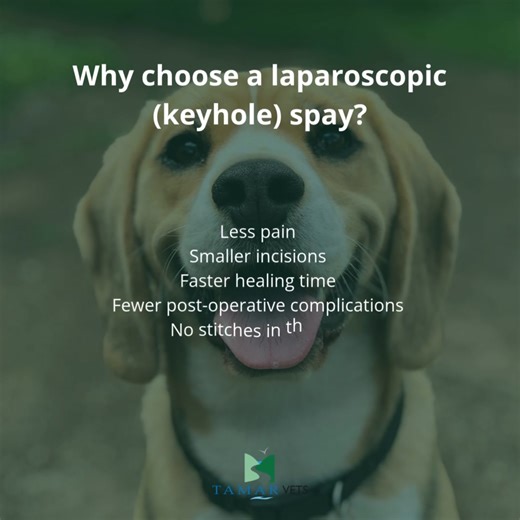 Now available at Tamar Vets: Laparoscopic (keyhole) spays! Experience a gentler, faster recovery for your dog with smaller incisions, less pain, and a quicker return to normal life. Visit our website to learn more, or get in touch with our team if you’d like to discuss the procedure in more detail and see if it could be an option for your four-legged friend. 🔗 https://www.tamarvets.co.uk/keyhole-surgery/ #TamarVets #BudeVets #HartlandVets #HolsworthyVets #IndependentVets #LaparoscopicSpay #Keyh